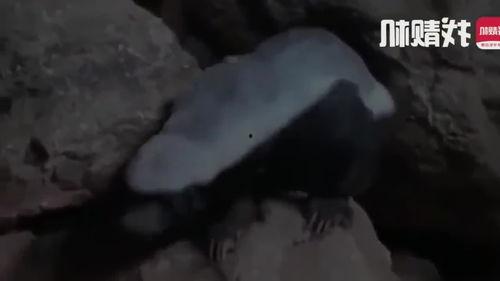 蜜獾最新爆料,娱乐圈最新爆料大起底