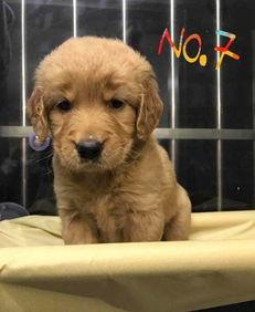 武汉宠物爆料事件最新情况,真相大白，宠物权益再引关注