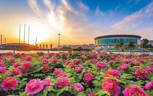 洛阳植物园爆料视频最新,探秘植物王国，邂逅自然奇观